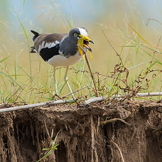 Lower Zambezi - White-crowned plover